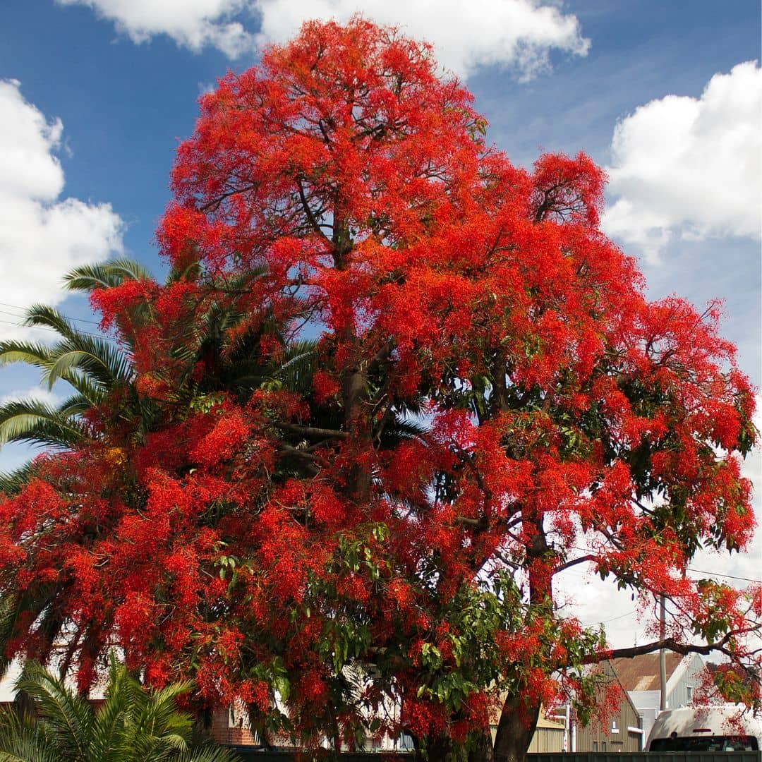 GRAINES  Flamme Australienne Brachychiton acerifolius plantes rares à collectionner monde végétal