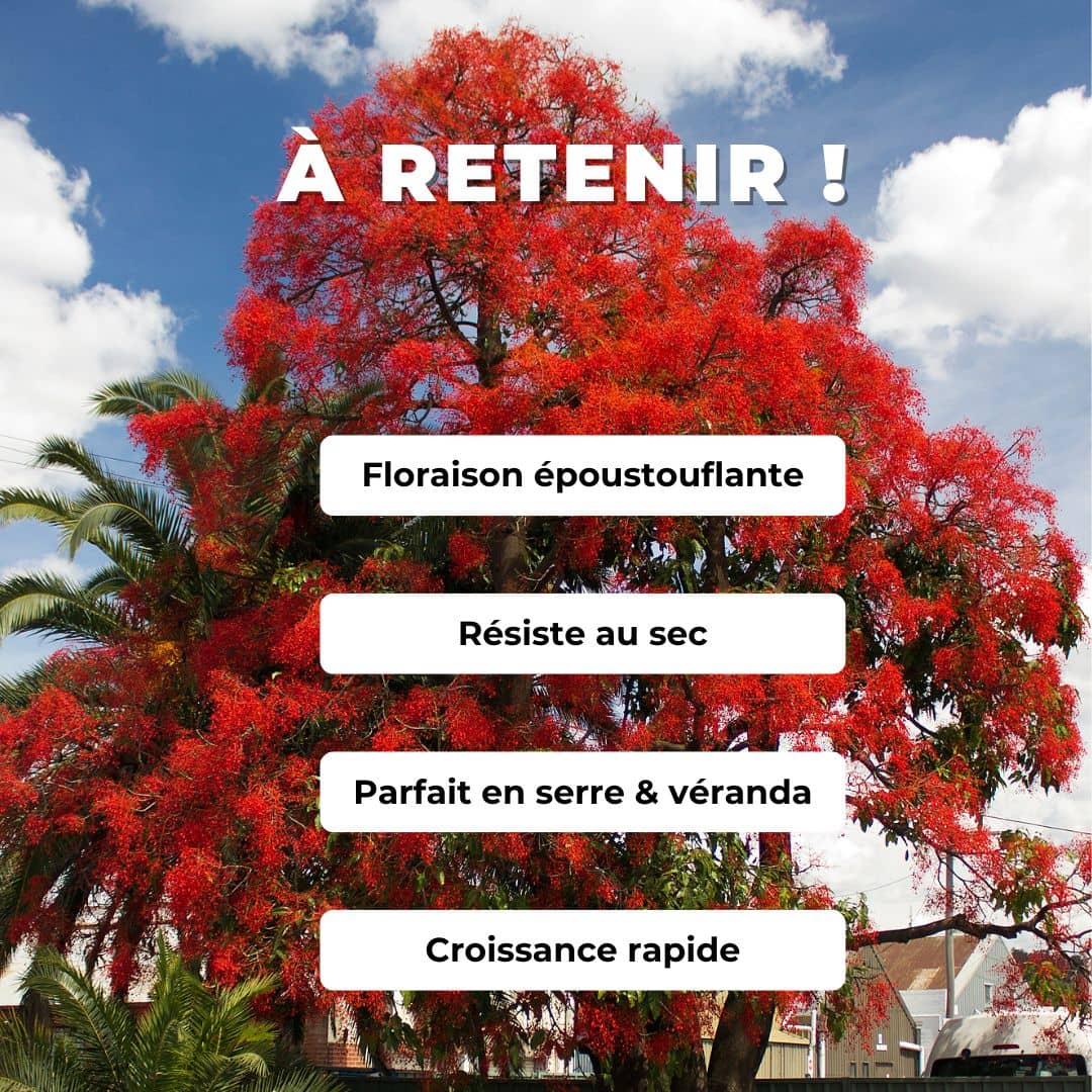 Flamme australienne — Graines