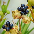 GRAINES Fleur Léopard Belamcanda chinensis plantes à fleurs rares monde vegetal