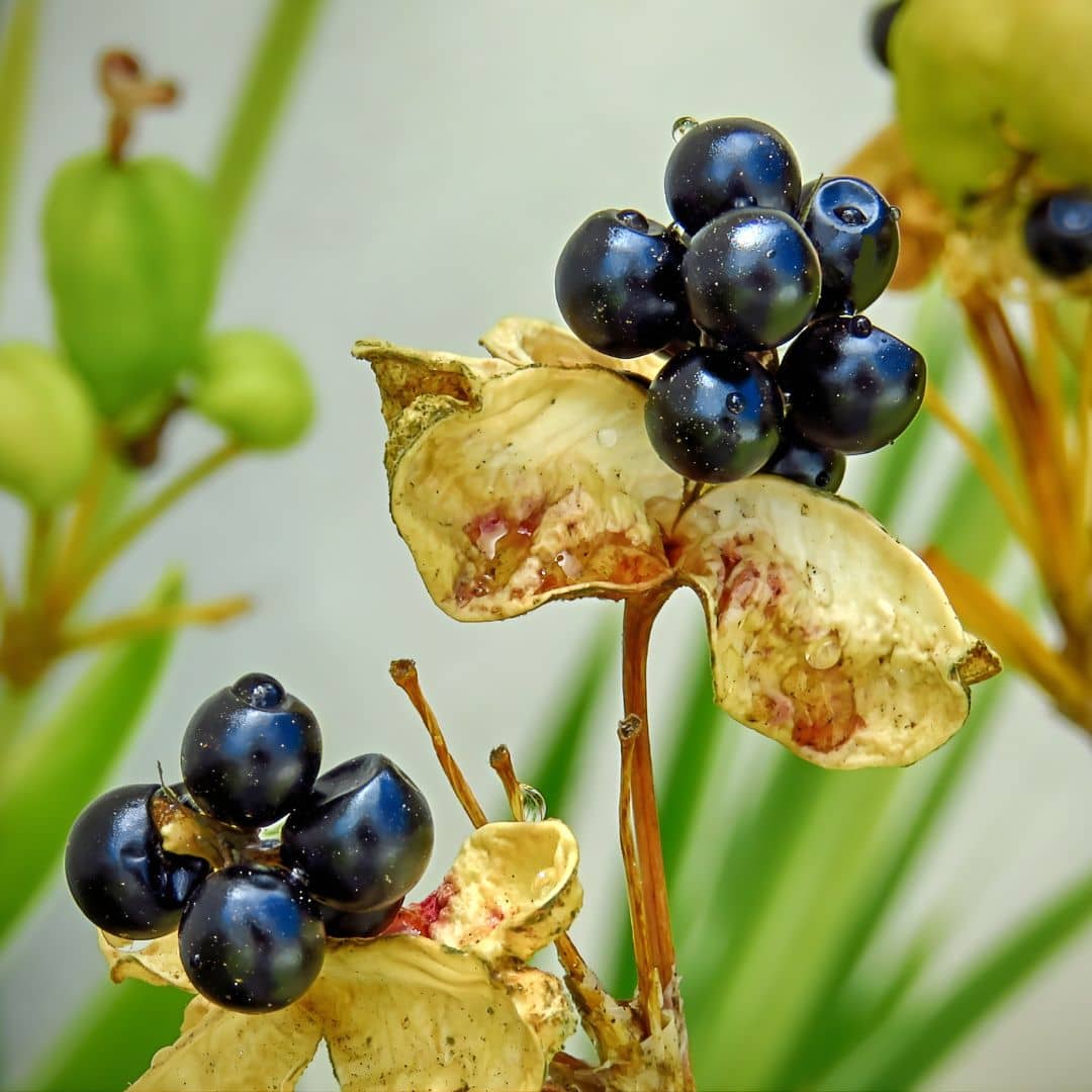 GRAINES Fleur Léopard Belamcanda chinensis plantes à fleurs rares monde vegetal