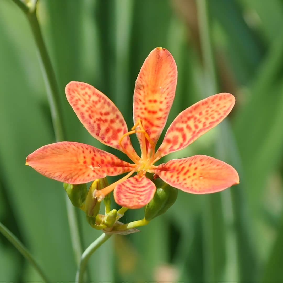 GRAINES Fleur Léopard Belamcanda chinensis plantes à fleurs rares monde vegetal comment semer et cultiver