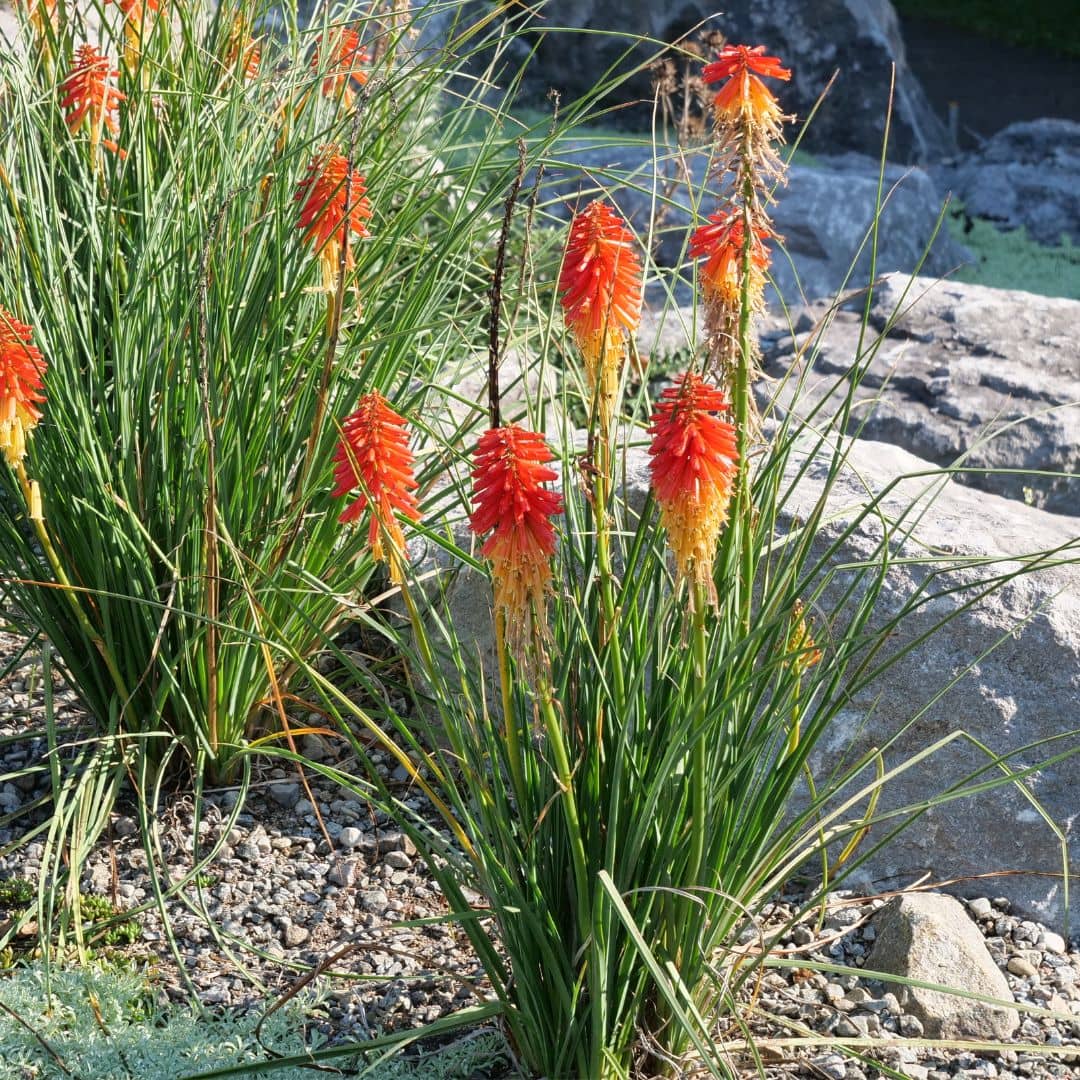 GRAINES GRAINES-Tritome a longues grappes Kniphofia uvaria monde vegetal plantes rares