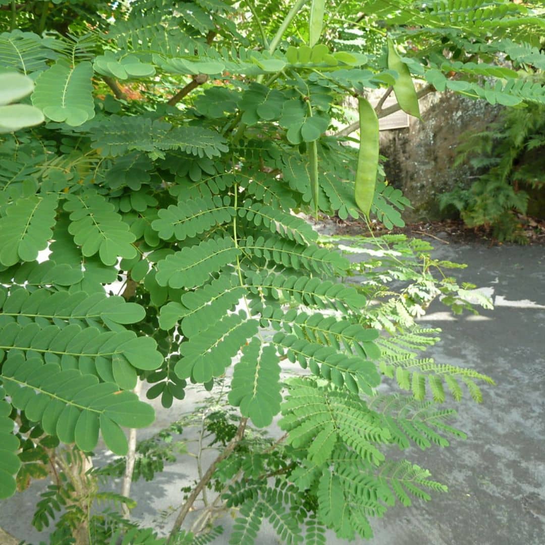 GRAINES GRAINES Caesalpinia pulcherrima feuillage 