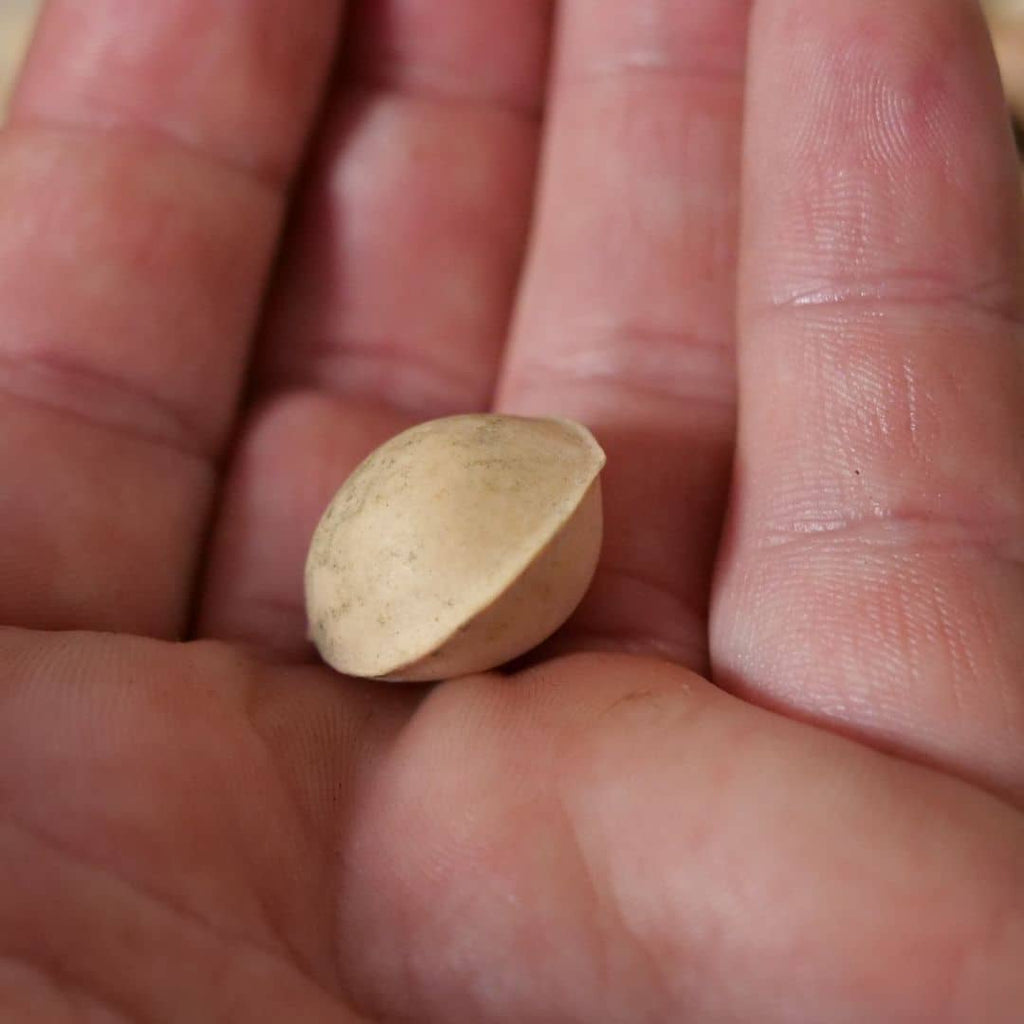 GRAINES Ginkgo biloba arbre à quarantes écus arbres rares monde vegetal
