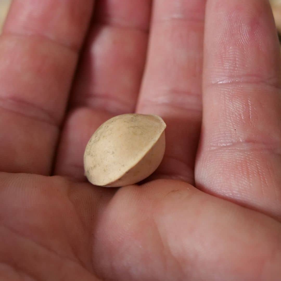 GRAINES Ginkgo biloba arbre à quarantes écus arbres rares monde vegetal