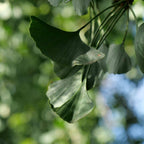 GRAINES Ginkgo biloba arbre aux quarante ecus monde vegetal