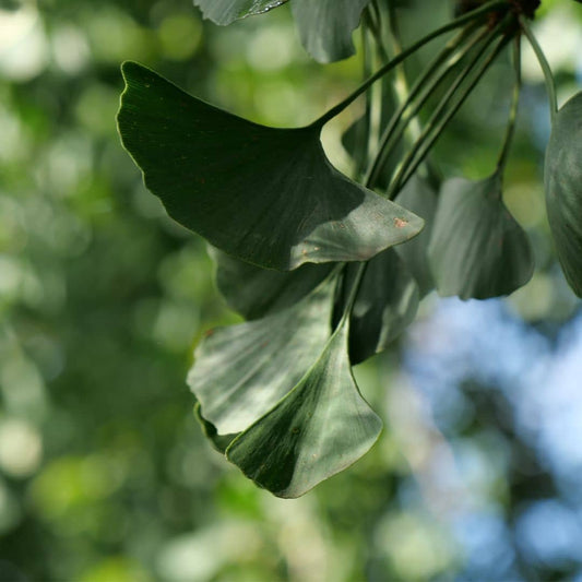 GRAINES Ginkgo biloba arbre aux quarante ecus monde vegetal