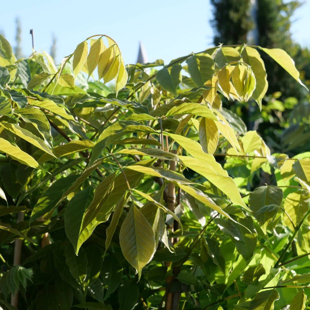 GRAINES Glycine de Chine plante grimpante facile à cultiver monde vegetal