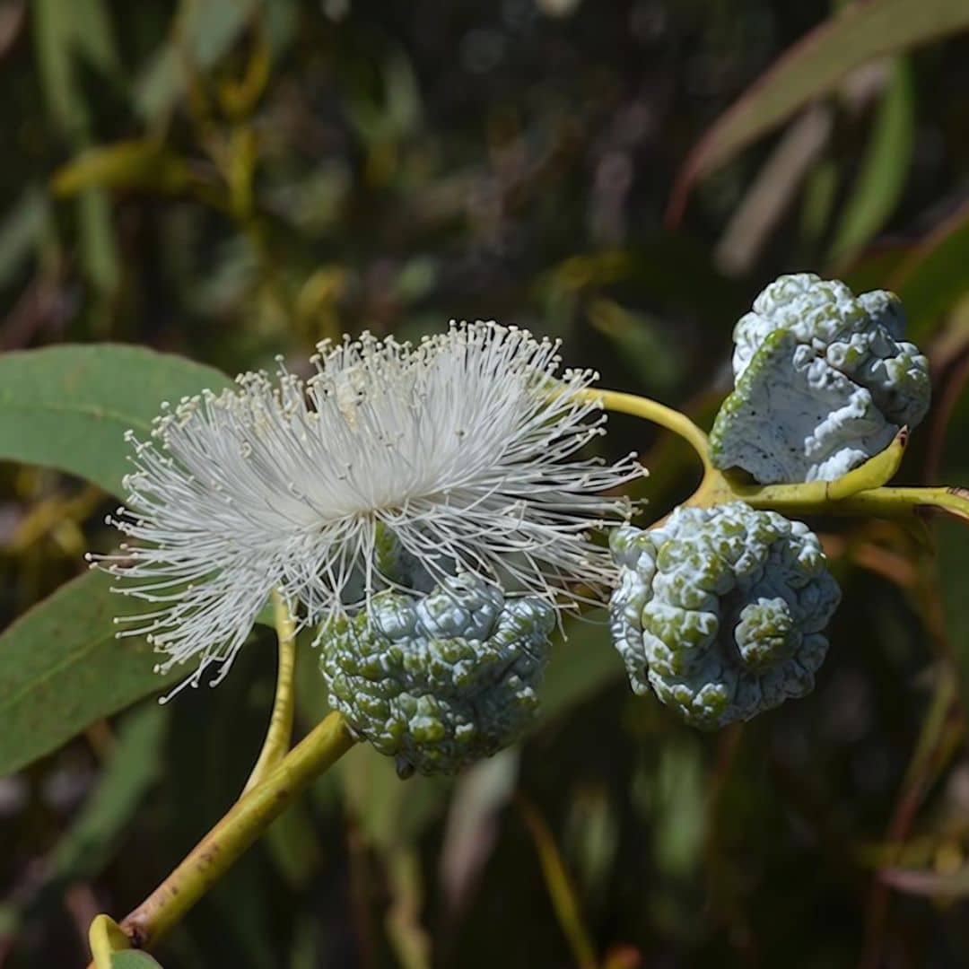 GRAINES Gommier Bleu Eucalyptus globulus