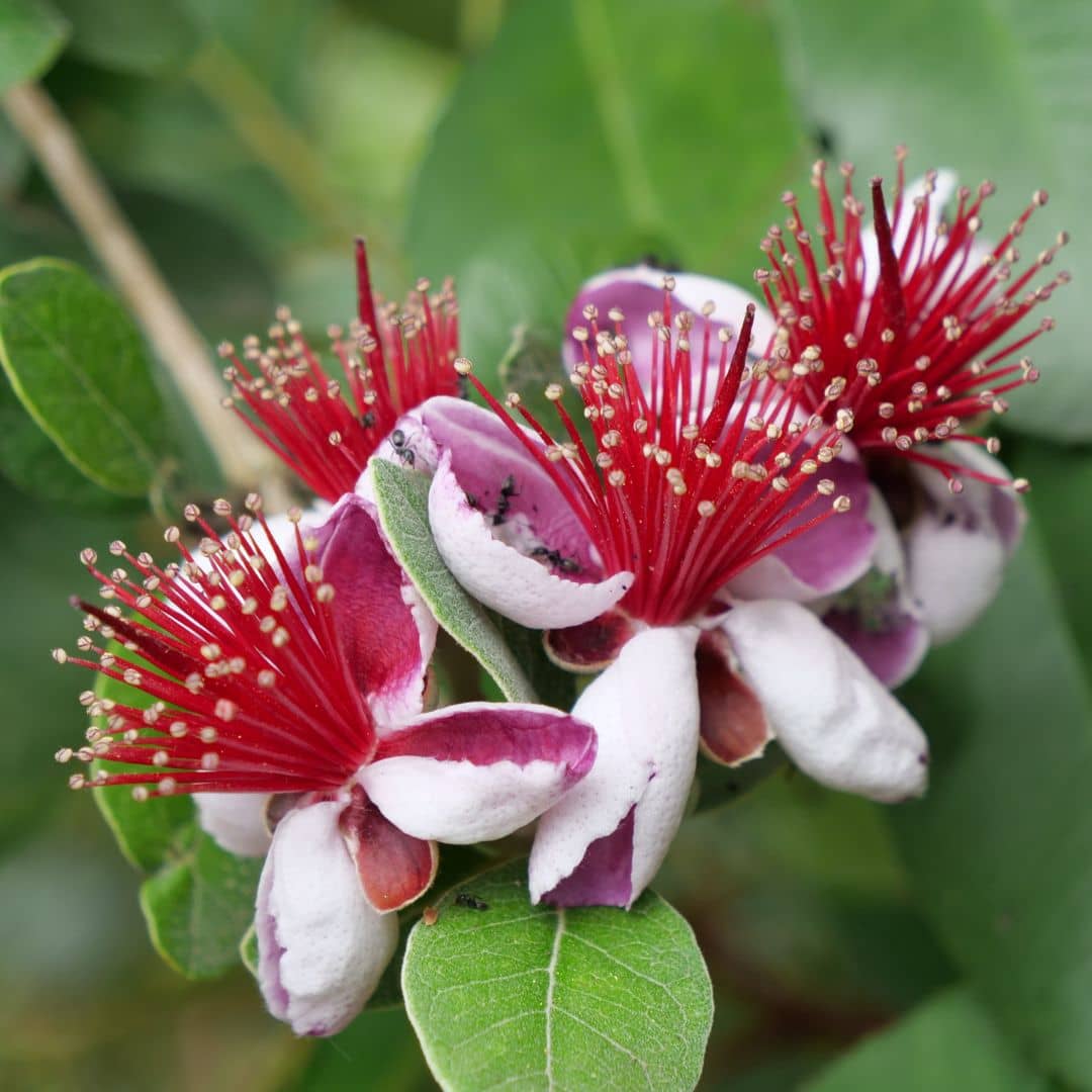 GRAINES Goyavier du Bresil Acca sellowiana Feijoa arbustes fruitier tropical semences de plantes rares monde vegetal