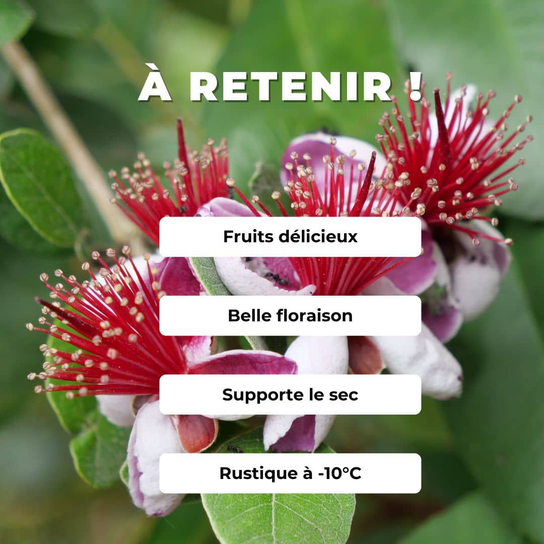 GRAINES Goyavier du Bresil Acca sellowiana Feijoa arbustes fruitier tropical semences de plantes rares monde vegetal comment semer et cultiver