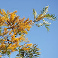 GRAINES Grevillea robusta chene soyeux d'australie grevillée en arbre plante rare monde vegetal
