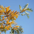 GRAINES Grevillea robusta chene soyeux d'australie grevillée en arbre plante rare monde vegetal