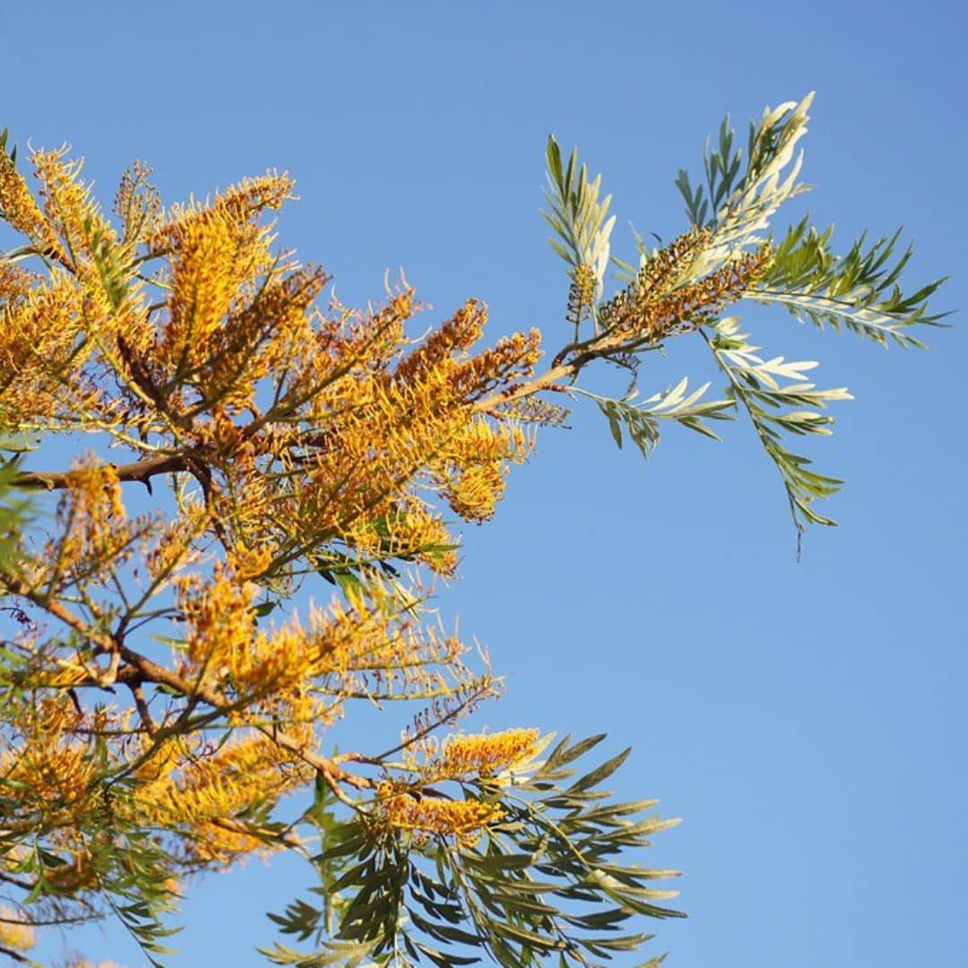 GRAINES Grevillea robusta chene soyeux d'australie grevillée en arbre plante rare monde vegetal