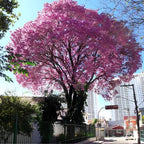 GRAINES Handroanthus impetiginosus Lapacho Tabebuia impetiginosa monde vegetal