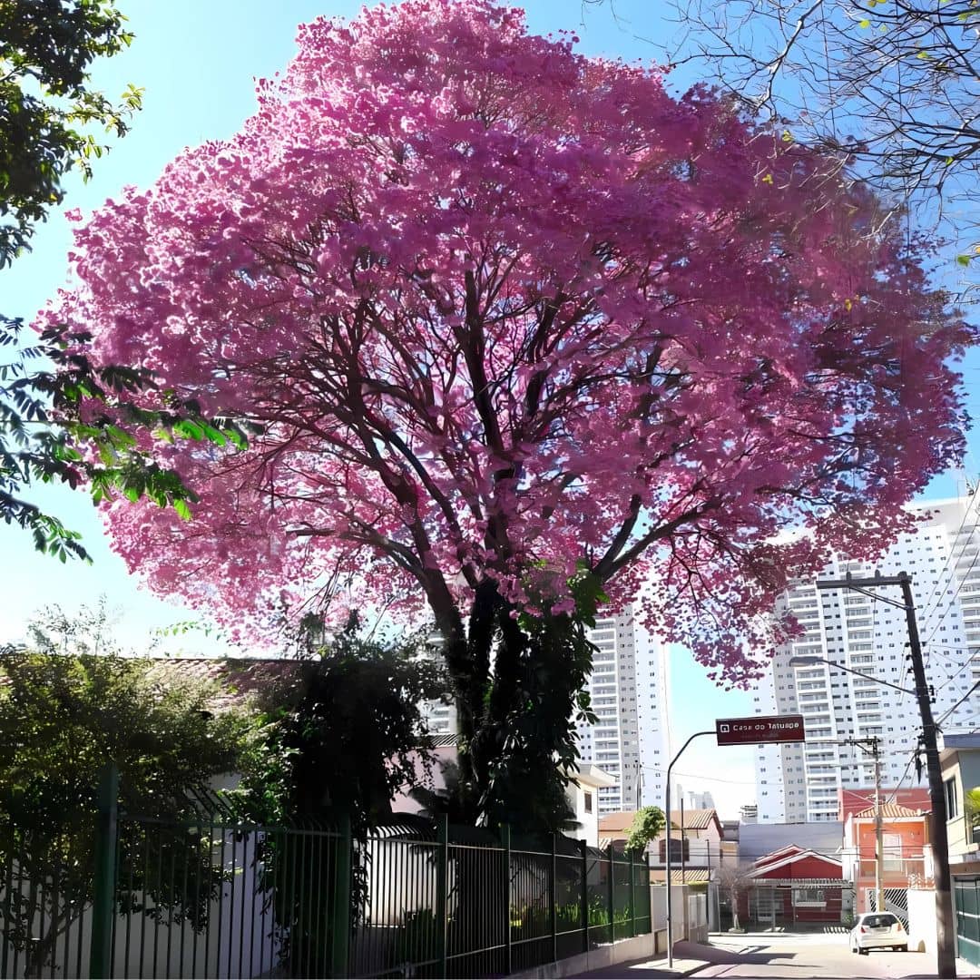 GRAINES Handroanthus impetiginosus Lapacho Tabebuia impetiginosa monde vegetal