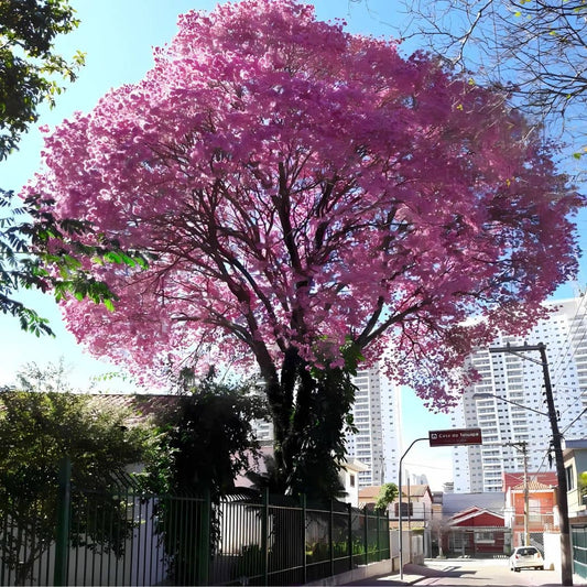 GRAINES Handroanthus impetiginosus Lapacho Tabebuia impetiginosa monde vegetal