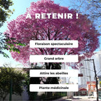 GRAINES Handroanthus impetiginosus Lapacho Tabebuia impetiginosa monde vegetal comment semer et cultiver