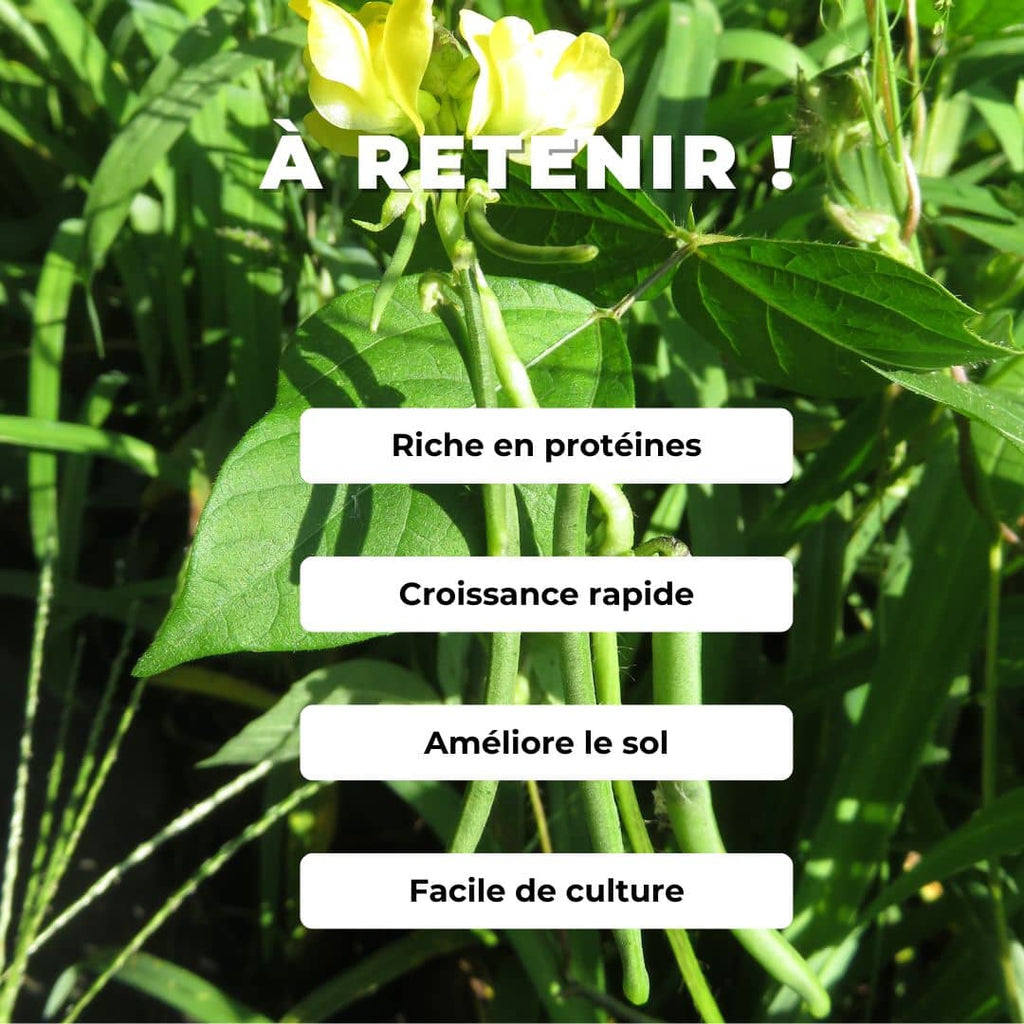 GRAINES Haricot Adzuki Vigna angularis comment semer et cultiver