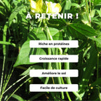 GRAINES Haricot Adzuki Vigna angularis comment semer et cultiver