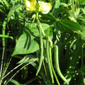 GRAINES Haricot Adzuki Vigna angularis plantes potagères rares monde végétal
