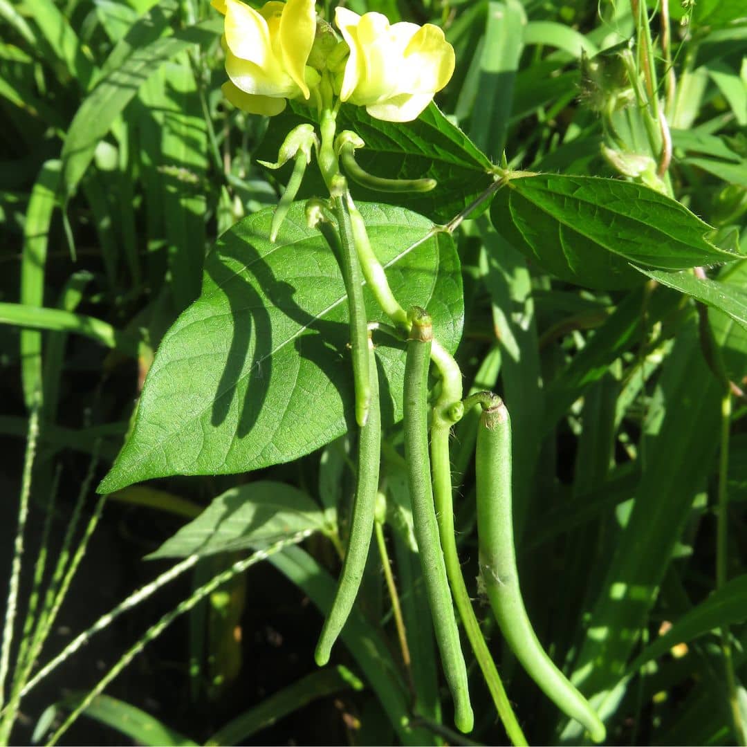 GRAINES Haricot Adzuki Vigna angularis plantes potagères rares monde végétal