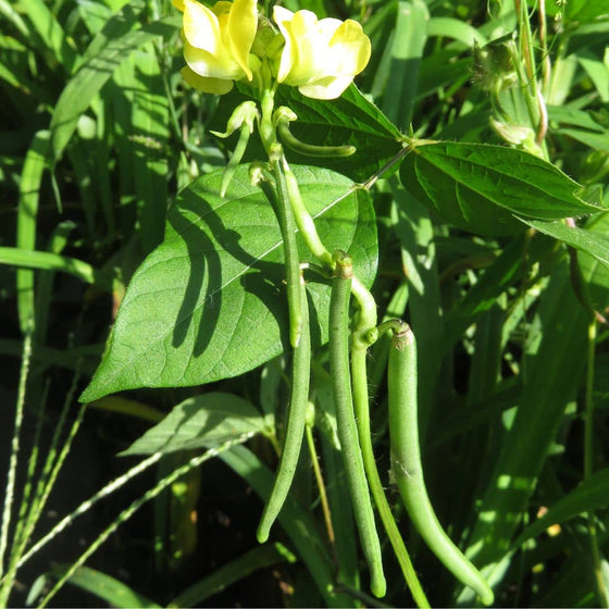 GRAINES Haricot Adzuki Vigna angularis plantes potagères rares monde végétal