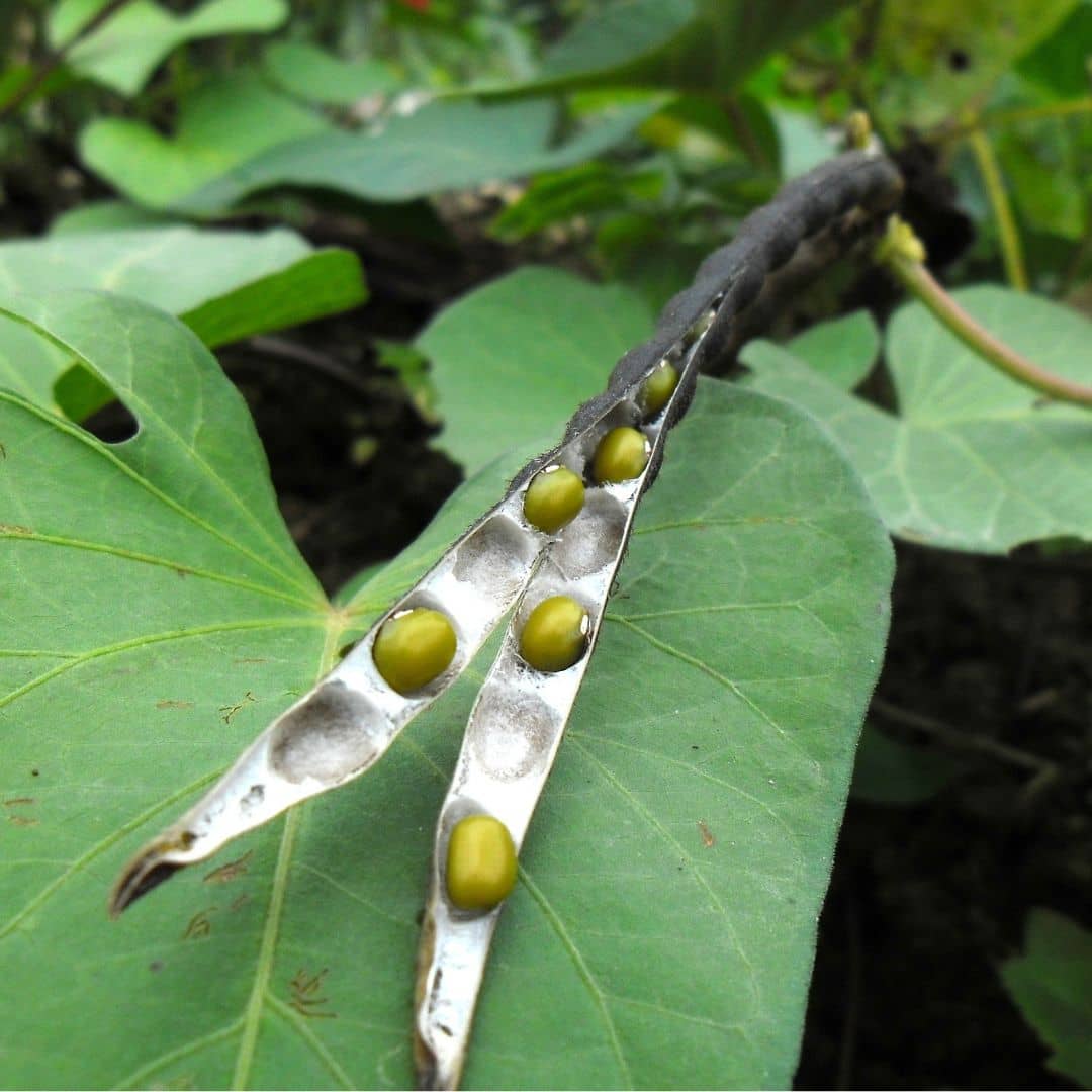 GRAINES Haricot Mungo Vigna radiata variété de haricot rare monde végétal