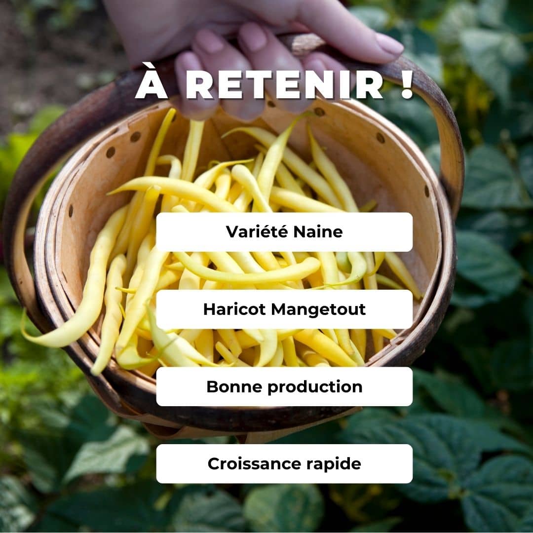 GRAINES Haricot Nain Haricot Nain Beurre de Rocquencourt Phaseolus vulgaris comment semer et cultiver