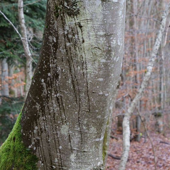 GRAINES Hêtre commun fagus sylvatica arbre pour le bois et la sylviculture monde vegetal semences