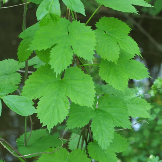 GRAINES Houblon cultivé Humulus lupulus à semer