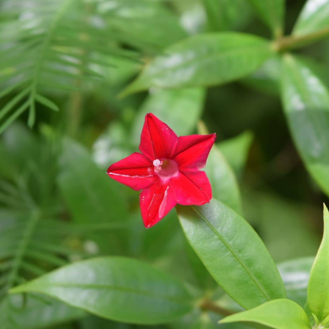 GRAINES Ipomoea quamoclit Ipomée Quamoclite  plantes grimpantes rares