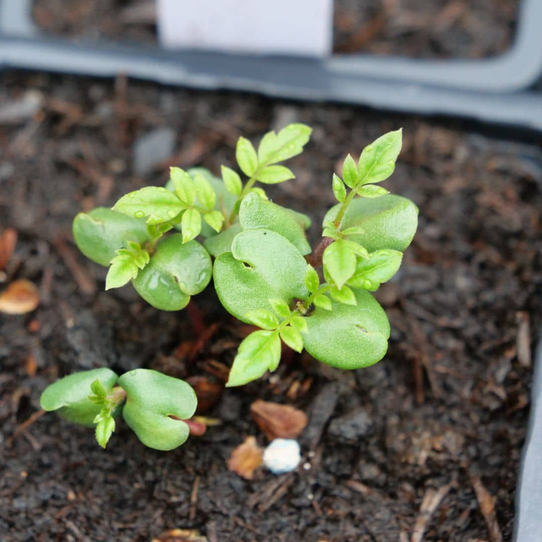 GRAINES Jacaranda mimosifolia comment réussir son semis de flamboyant bleu avec monde vegetal