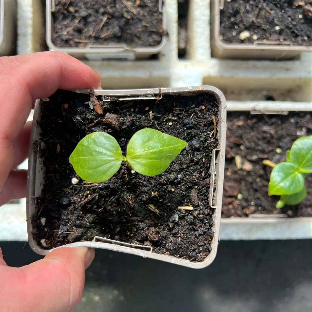 GRAINES  Kapokier Rouge Bombax ceiba comment faire germer les semences