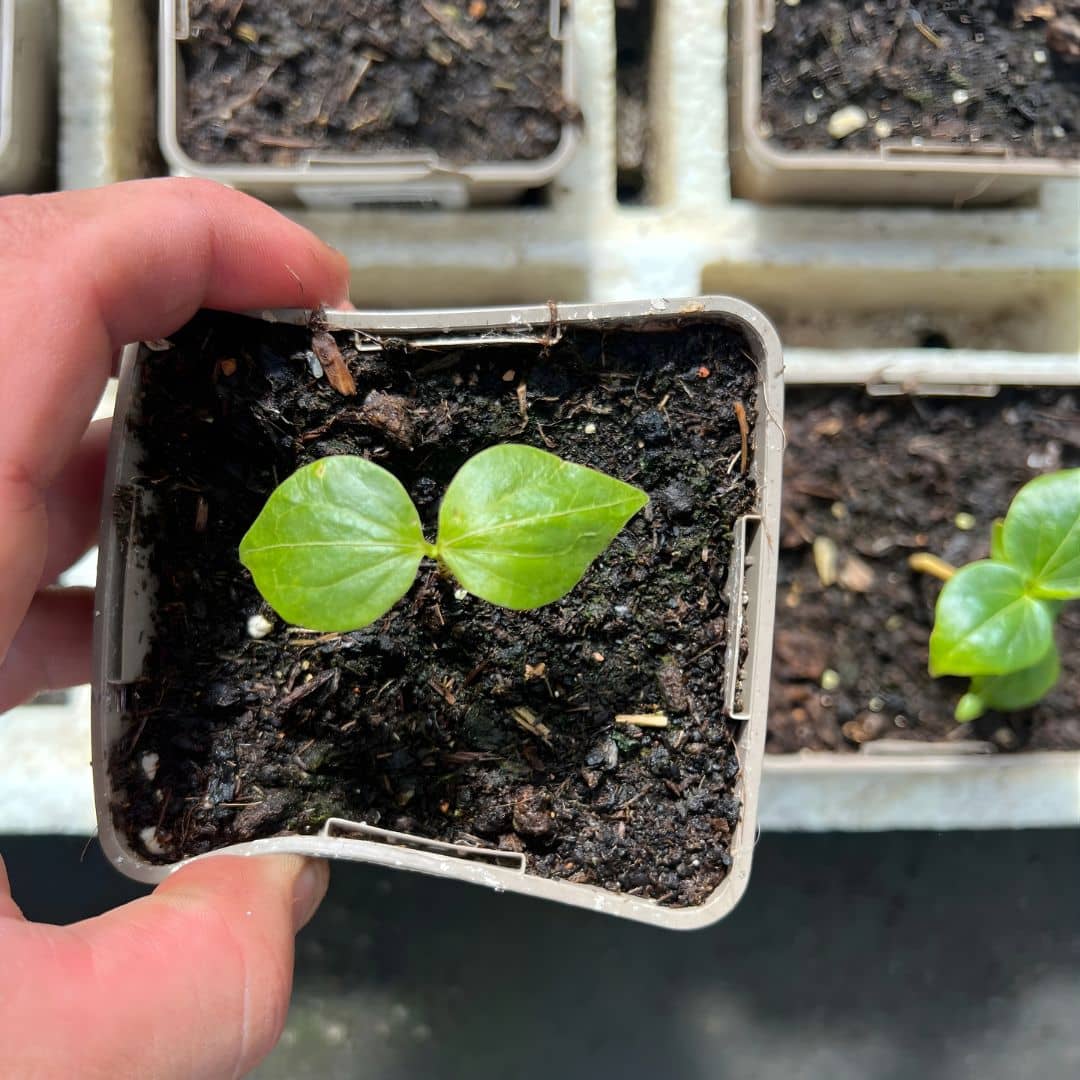GRAINES  Kapokier Rouge Bombax ceiba comment faire germer les semences