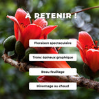 GRAINES Kapokier rouge Bombax ceiba arbres rares monde vegetal comment semer et cultiver
