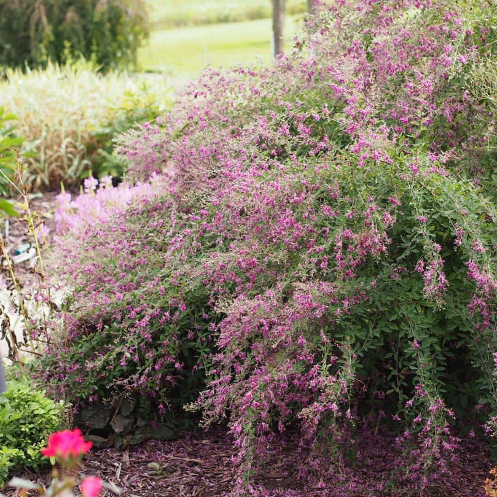 GRAINES LESPEDEZA BICOLOR trefle en arbre arbuste fleurie monde vegetal
