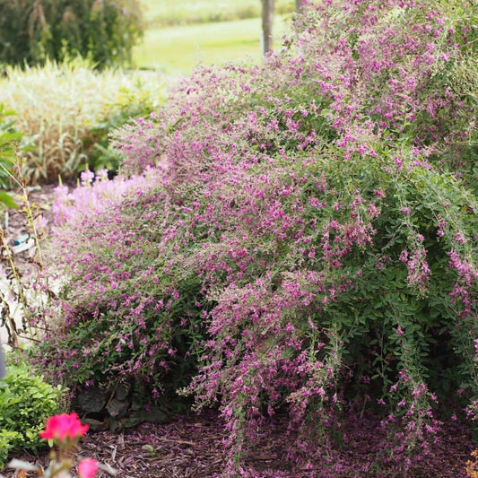 GRAINES LESPEDEZA BICOLOR trefle en arbre arbuste fleurie monde vegetal