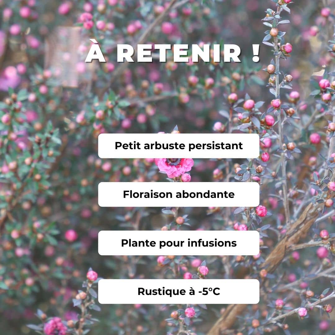 GRAINES Leptospermum polygalifolium arbre à thé comment semer et cultiver