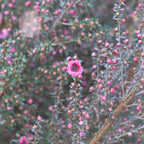 GRAINES Leptospermum polygalifolium arbre à thé monde vegetal