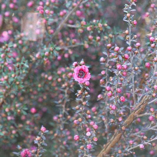 GRAINES Leptospermum polygalifolium arbre à thé monde vegetal