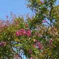 GRAINES Lilas des Indes Lagerstroemia indica à semer monde vegetal