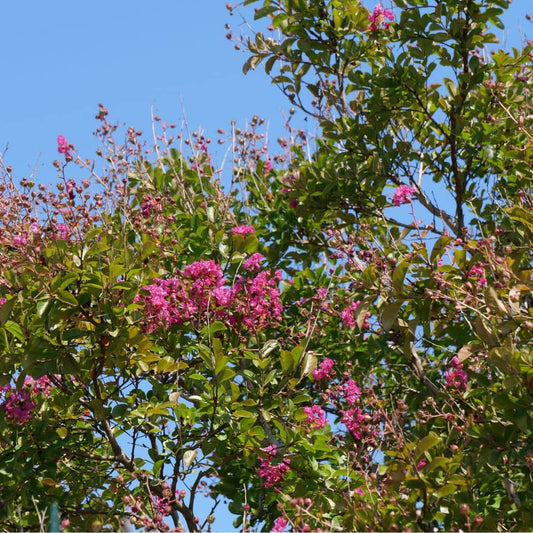 GRAINES Lilas des Indes Lagerstroemia indica à semer monde vegetal