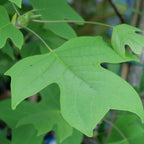GRAINES Liriodendron tulipifera Tulipier de Virginie à semer monde vegetal
