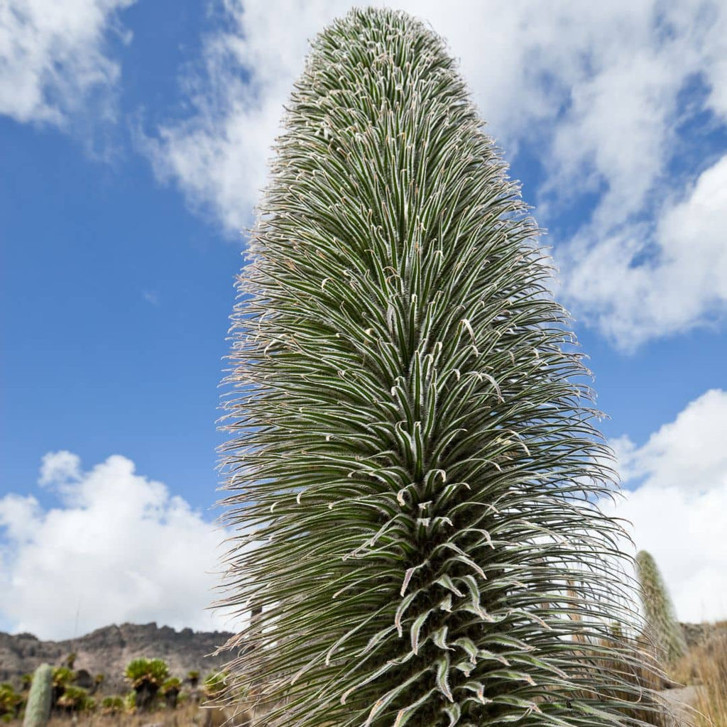 GRAINES Lobelie Geante Mont Kenya Lobelia telekii