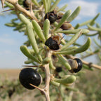 GRAINES Lycium ruthenicum baie de goji noir arbustes comestibles rares monde vegetal