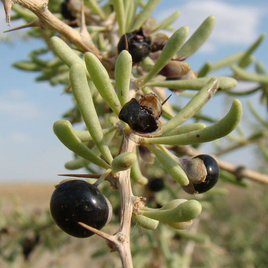 GRAINES Lycium ruthenicum baie de goji noir arbustes comestibles rares monde vegetal