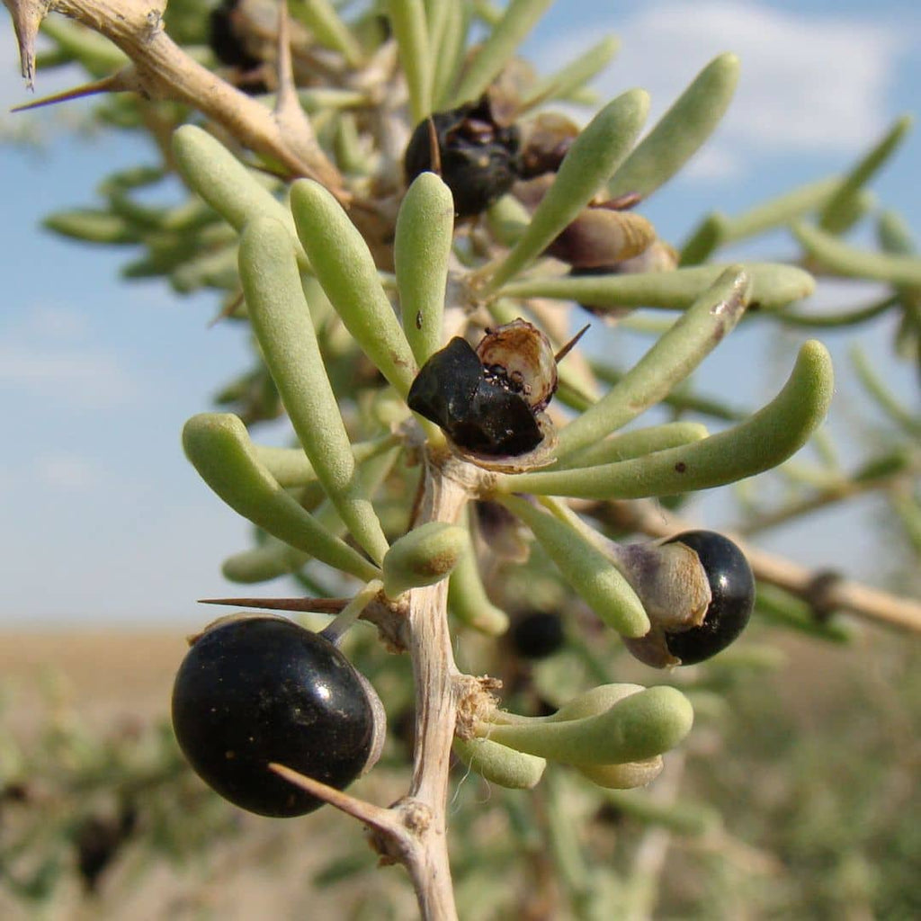 GRAINES - Baie de Goji Noire (Lycium ruthenicum)