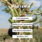 GRAINES Lycium ruthenicum baie de goji noir arbustes comestibles rares monde vegetal fruits exotiques