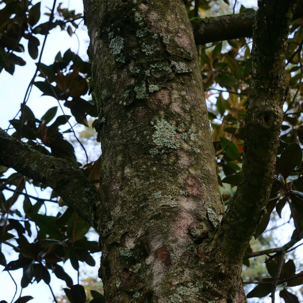GRAINES Magnolia grandiflora à semer et à cultiver monde vegetal